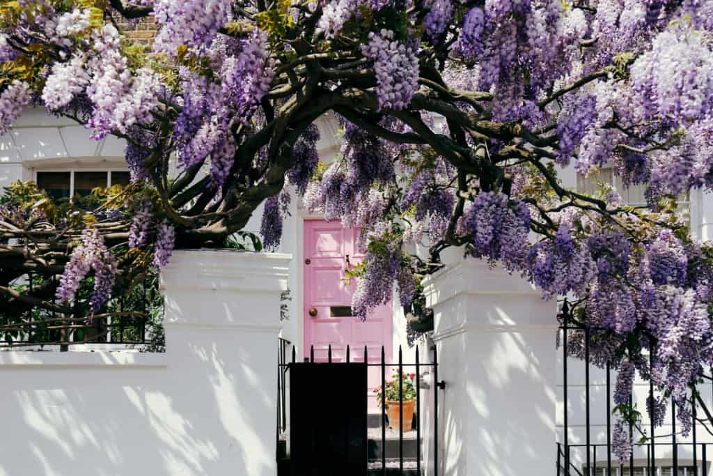 notting hill houses lilac tree